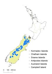 Veronica epacridea distribution map based on databased records at AK, CHR & WELT.
 Image: K.Boardman © Landcare Research 2022 CC-BY 4.0